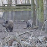 Wildschwein-Gehege