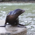 Kalifornischer Seelöwe