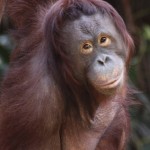Orang-Utan