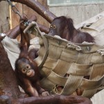 Orang-Utans in Hängematte