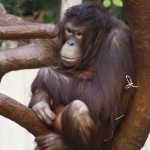 Orang-Utan