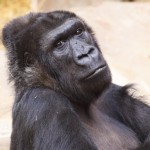 Gorillaweibchen