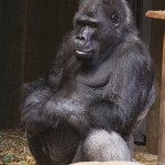 Gorilla im Affenhaus desKrefelder Zoos