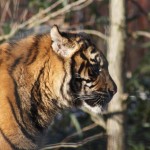 Sumatra-Tiger im Freigehege des Krefelder Zoo
