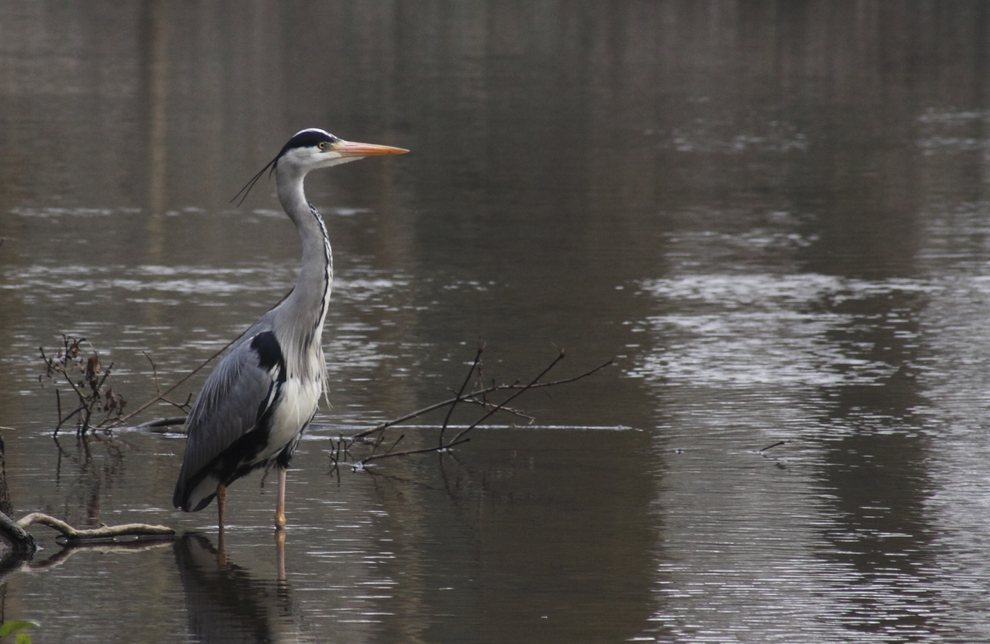 Fischreiher an der Obererft