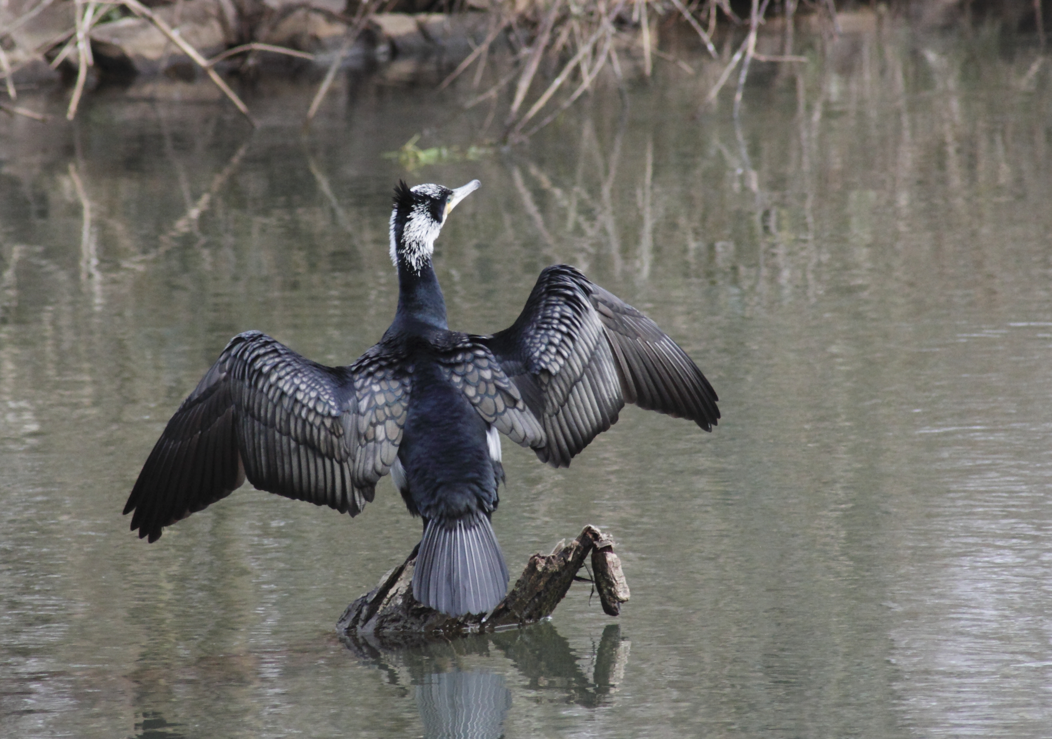 Junger Kormoran an der Erft